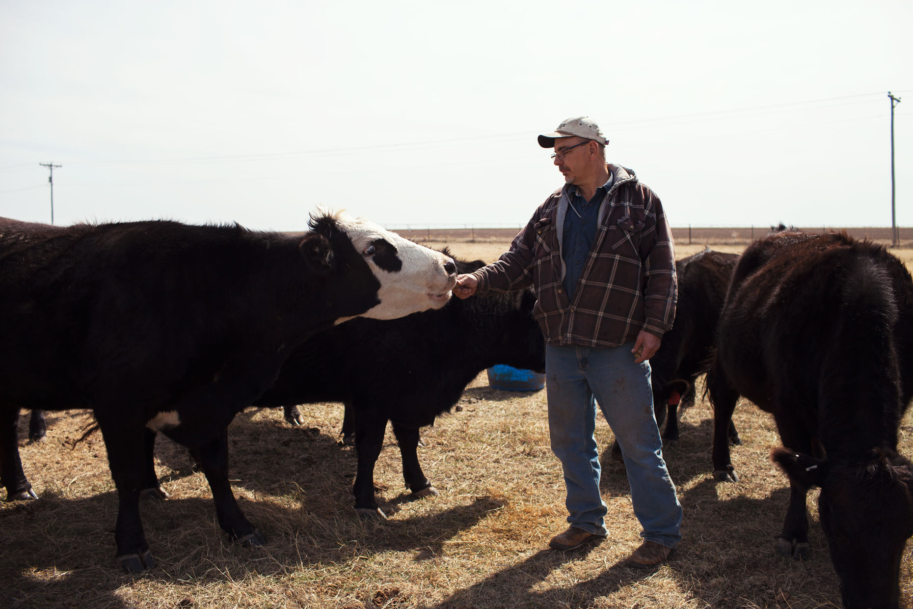 Ranch hand feeding cows in the Texas Panhandle